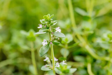 Thymus citriodorus