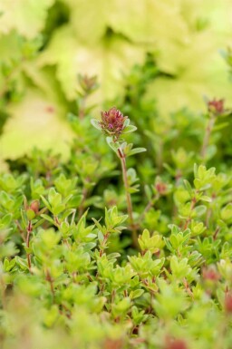 Thymus citriodorus