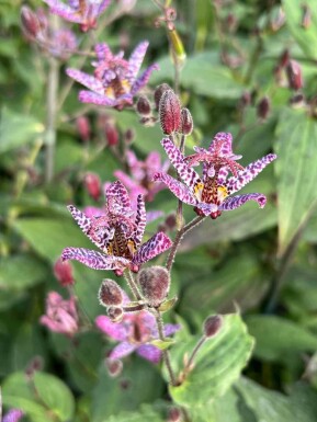 Paddenlelie Tricyrtis formosana 5-10 pot P9 Tricyrtis formosana