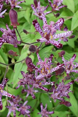 Tricyrtis hirta