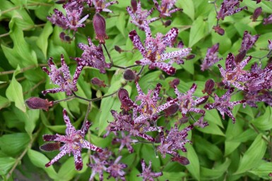 Tricyrtis hirta