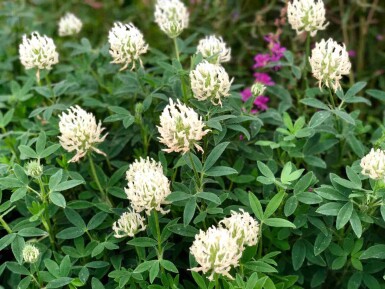 Bleekgele klaver Trifolium ochroleucon 5-10 pot P9 Trifolium ochroleucon