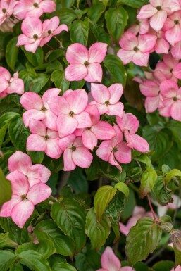 Cornus kousa 'Satomi' C20 100-125
