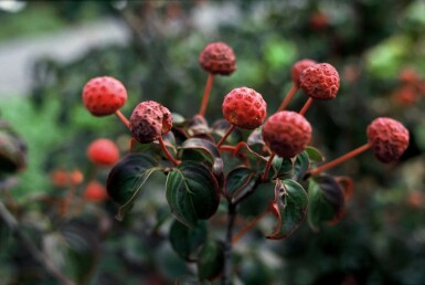 Cornus kousa 'Satomi' C20 100-125