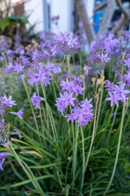 Wilde knoflook Tulbaghia violacea 5-10 pot P9 Tulbaghia violacea