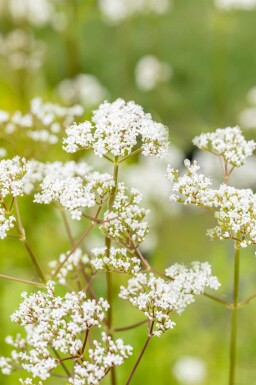 Valeriana officinalis