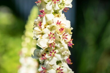 Toorts Verbascum chaixii 'Album' 5-10 pot P9 Verbascum chaixii 'Album'