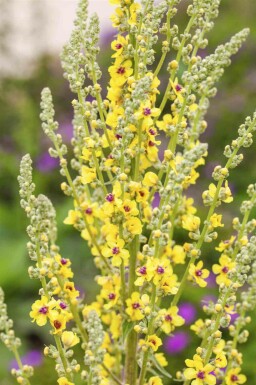 Zwarte toorts Verbascum nigrum 5-10 pot P9 Verbascum nigrum