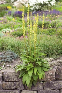 Zwarte toorts Verbascum nigrum 5-10 pot P9 Verbascum nigrum