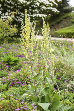Olympische toorts Verbascum olympicum 5-10 pot P9 Verbascum olympicum