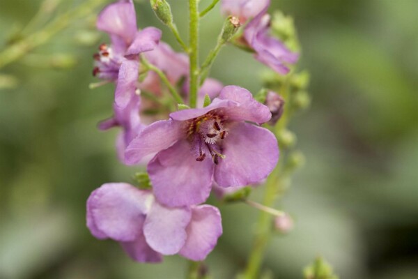 Verbascum phoeniceum