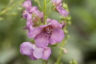 Verbascum phoeniceum