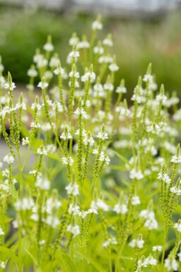 IJzerhard Verbena hastata 'Alba' 5-10 pot P9 Verbena hastata 'Alba'