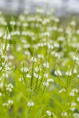 IJzerhard Verbena hastata 'Alba' 5-10 pot P9 Verbena hastata 'Alba'