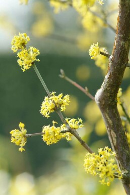 Gele kornoelje Cornus mas Pot Cornus mas struik