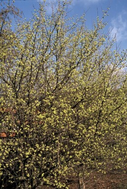 Gele kornoelje Cornus mas Pot Cornus mas struik