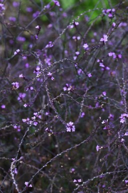 IJzerhard Verbena officinalis 'Bampton' 5-10 pot P9 Verbena officinalis 'Bampton'