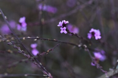 IJzerhard Verbena officinalis 'Bampton' 5-10 pot P9 Verbena officinalis 'Bampton'