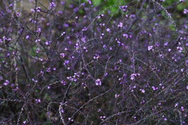 Verbena officinalis 'Bampton'