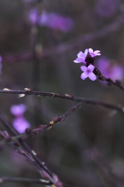 Verbena officinalis 'Bampton'