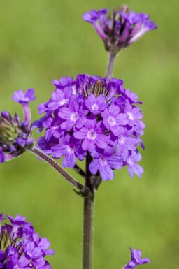 IJzerhard Verbena rigida 5-10 pot P9 Verbena rigida