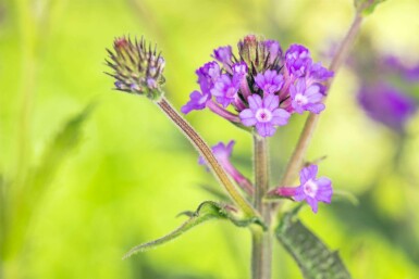 Verbena rigida