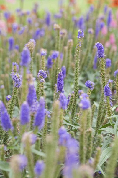 Veronica longifolia