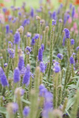 Ereprijs Veronica longifolia 5-10 pot P9 Veronica longifolia