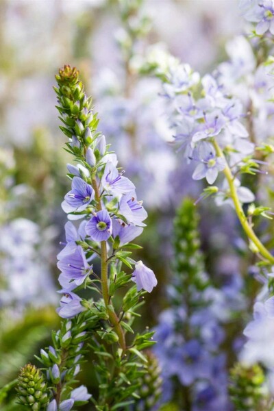 Veronica prostrata