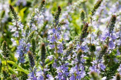 Veronica prostrata