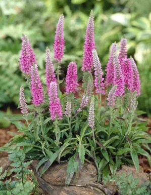 Aarereprijs Veronica spicata 'Heidekind' 5-10 pot P9 Veronica spicata 'Heidekind'