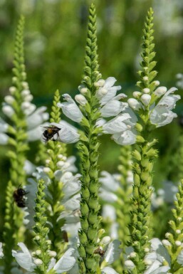 Aarereprijs Veronica spicata 'Icicle' 5-10 pot P9 Veronica spicata 'Icicle'