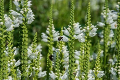 Aarereprijs Veronica spicata 'Icicle' 5-10 pot P9 Veronica spicata 'Icicle'
