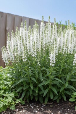 Veronica spicata 'Icicle'