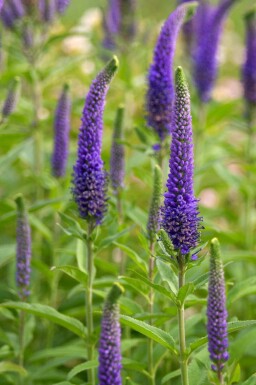 Ereprijs Veronica spicata 5-10 pot P9 Veronica spicata