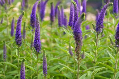 Ereprijs Veronica spicata 5-10 pot P9 Veronica spicata