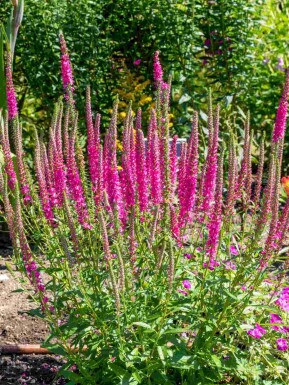 Aarereprijs Veronica spicata 'Rotfuchs' 5-10 pot P9 Veronica spicata 'Rotfuchs'