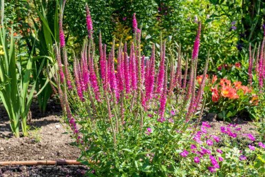 Aarereprijs Veronica spicata 'Rotfuchs' 5-10 pot P9 Veronica spicata 'Rotfuchs'