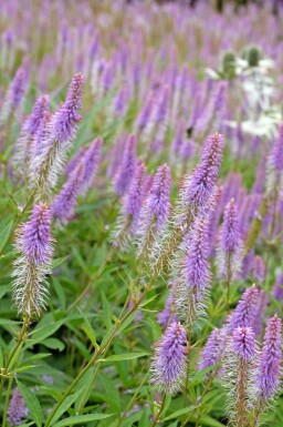 Veronicastrum virginicum 'Fascination'
