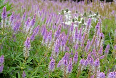 Virginische ereprijs Veronicastrum virginicum 'Fascination' 5-10 pot P9 Veronicastrum virginicum 'Fascination'