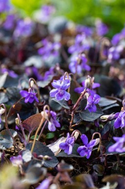 Labradorviooltje Viola labradorica 5-10 pot P9 Viola labradorica