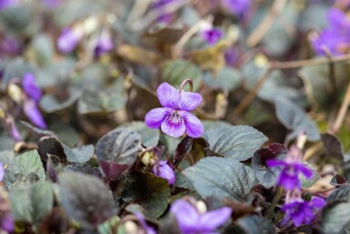 Labradorviooltje Viola labradorica 5-10 pot P9 Viola labradorica