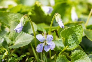 Viooltje Viola sororia 'Freckles' 5-10 pot P9 Viola sororia 'Freckles'