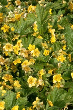 Goudaardbei Waldsteinia geoides 5-10 pot P9 Waldsteinia geoides