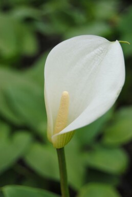 Aronskelk Zantedeschia aethiopica 5-10 pot P9 Zantedeschia aethiopica