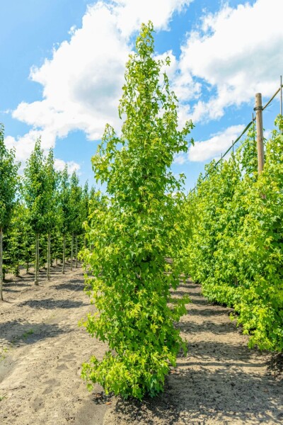 Liquidambar styraciflua beveerd 8/10