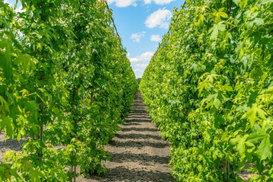 Liquidambar styraciflua beveerd 8/10