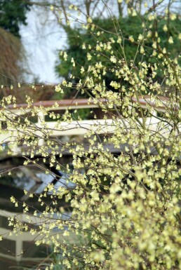Schijnhazelaar Corylopsis pauciflora Pot Corylopsis pauciflora