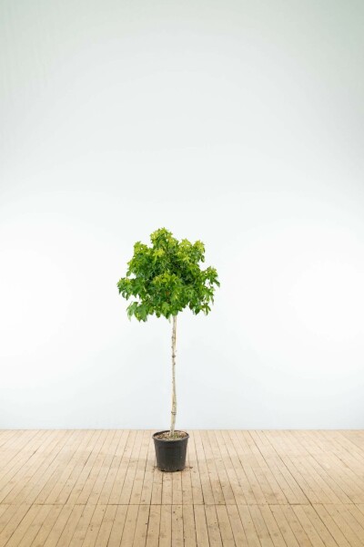 Liquidambar styraciflua 'Gum Ball' halfstam