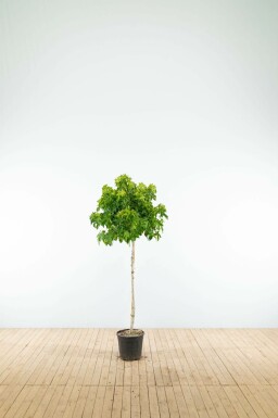 Liquidambar styraciflua 'Gum Ball' halfstam